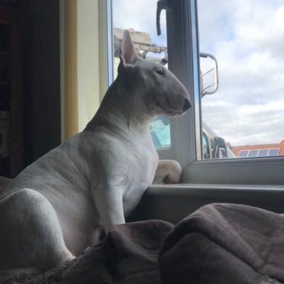 Profile Picture of Brian Bond (@BrianBo44820553) on Twitter