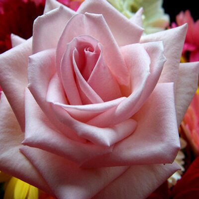 Profile Picture of Tamer Hamed (@tamerhamed6) on Twitter