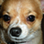 Profile Picture of Matthew Abel (@matthew abel) on Flickr