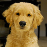 Profile Picture of Mischa (@irsch) on Flickr