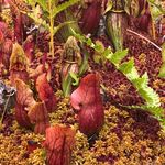 Kai Pedersen - Instagram Profile Picture of Kai Pedersen (@sunleafgardens) on Instagram