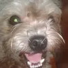 Profile Picture of LouiseOlimar (@louiseolimar7) on Tiktok