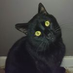 Tony Champion - Instagram Profile Picture of Tony Champion (@tony1973champion) on Instagram