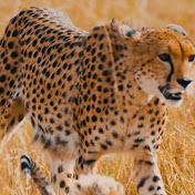 Profile Picture of Tanner Bennett (@krackedgoat5078) on Youtube