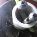 Profile Picture of carlobert  (@carlobert88) on Pinterest