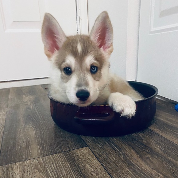 Profile Picture of Jax Comelleri (@jay_maxen) on Poshmark