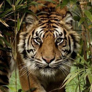 Profile Picture of Tiger4Zelda (@lilliancoffman6) on Tiktok