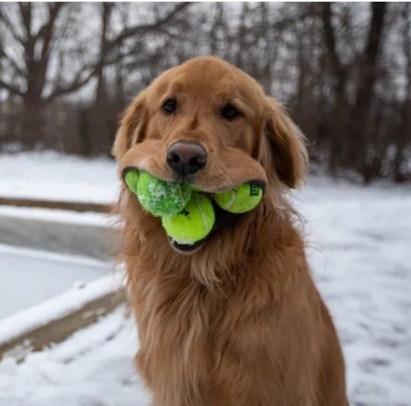 Profile Picture of Mike Chonarzewski (@mchonarzewski) on Poshmark