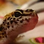Profile Picture of Hailey Alderman (@the_pine_mountain_zoo) on Instagram