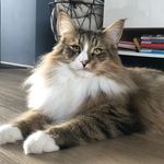 Profile Picture of NFO Mailow & MCO Hazel (@norwegianforestcat_mailow) on Instagram