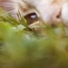 Profile Picture of 知らなかったらよかった雑学 (@genachapman2691) on Twitter