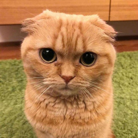 Profile Picture of Hoptacc Hoptacc (@hoptacchung08) on Poshmark