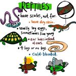 Profile Picture of Kevin & Natalie (@kn_reptiles) on Instagram