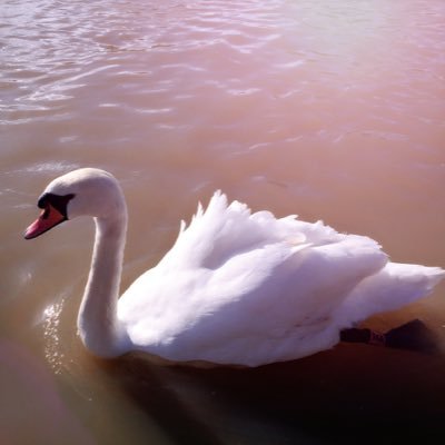 Profile Picture of Jing Feng (@Joyce911029) on Twitter