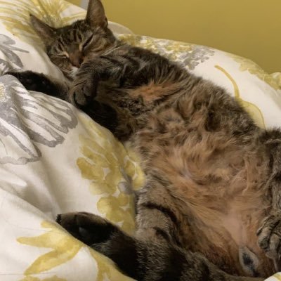 Profile Picture of Joanne Mallett (@Pollyannasmum) on Twitter