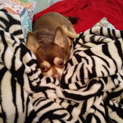 Profile Picture of Edna Wilkins (@ednawilkins44) on Twitter