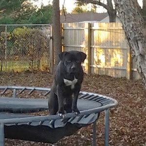 Profile Picture of Zachary Tripplett (@buddymelladotripplett69) on Tiktok