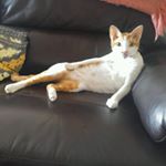 Profile Picture of Rambo And Sheriff Teasle (@rambotherex) on Instagram