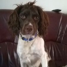 Profile Picture of Joe Guardiola (@Pepsgaff) on Twitter