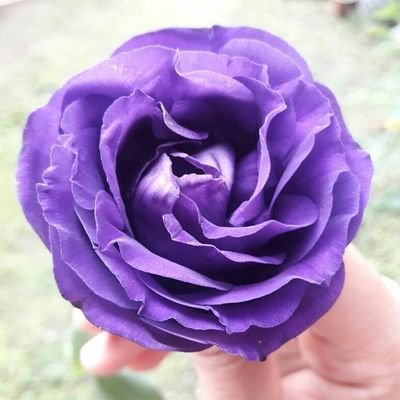 Profile Picture of  🦁 (@Ginaline4) on Twitter