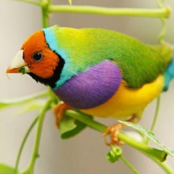 Profile Picture of Marilyn Daves (@wingsong) on Poshmark