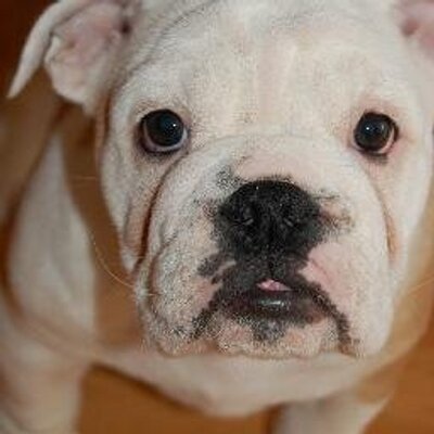 Profile Picture of Michael Assante (@Snuka69) on Twitter