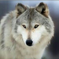 Profile Picture of Shadia Omer Mahmoud (@shadia-omer-mahmoud) on Quora