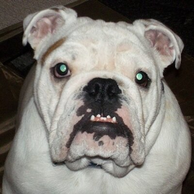 Profile Picture of Rocco (@RoccoTheBully) on Twitter