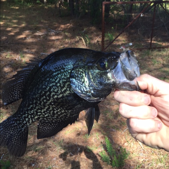 Profile Picture of Joseph Tuner (@redskin75) on Poshmark