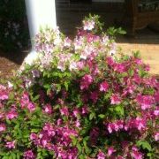 Profile Picture of Marsha Barclay (@mmbarclay) on Pinterest