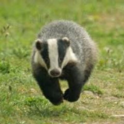 Profile Picture of Kevin Corr (@kingbadger80) on Twitter