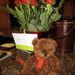 Profile Picture of Joy McCarron (@joymac3) on Pinterest