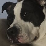 Tristen Michael Isakson - Instagram Profile Picture of Tristen Michael Isakson (@macita_pit) on Instagram