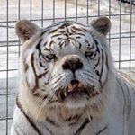 Profile Picture of Vincent Manna (@vincent_manna29) on Instagram