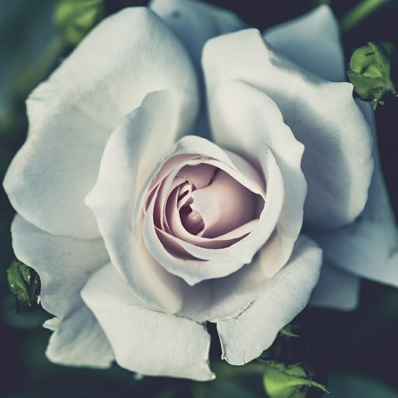 Profile Picture of Courtney Buffham (@caprikitty) on Poshmark