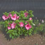 Profile Picture of Jeannette Baron (@Jeannette-Baron) on Facebook