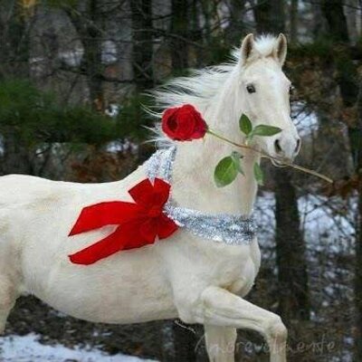 Profile Picture of Gustavo Fernandes (@Gustavo1572Gus) on Twitter