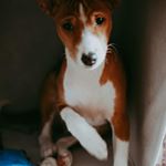 Profile Picture of Michelle_Karamel (@michelle_karamel_basenji) on Instagram