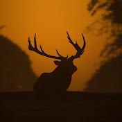 Profile Picture of Darkis (@darkis9154) on Youtube