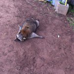 Profile Picture of Clay Harmon (@clay_harmon) on Instagram