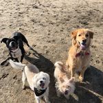 Profile Picture of LindseyLamson’s Doggos (@lindseyswolfpack) on Instagram