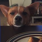 Profile Picture of Tarantino D’Elia-Hyde (@tarantino_pup) on Instagram