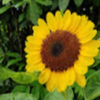 Profile Picture of Yokoma Lee Go (@yokoma-lee-go) on Quora