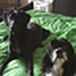 Profile Picture of josh, jahnna, zoe, and charlie harvey-groft (@harveygroftfamily) on Flickr