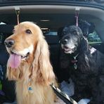 Profile Picture of Tamara Ferro (@tamara.ferro.16) on Facebook