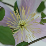 Profile Picture of Melli Fera (@mellifera73) on Flickr