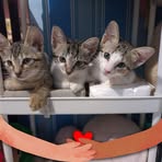 Profile Picture of Reimed Can Dana (@Reimead) on Facebook