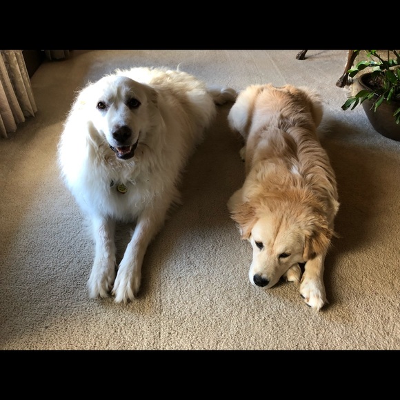 Profile Picture of Holly Maybury (@holly5923) on Poshmark