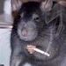 Profile Picture of Dan Hobbs (@danehobbs10) on Pinterest