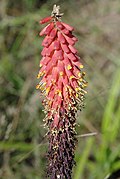 Profile Picture of Kniphofia umbrinaon Wikipedia